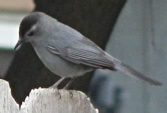 Gray Catbird, Nesting and Feeding Habits