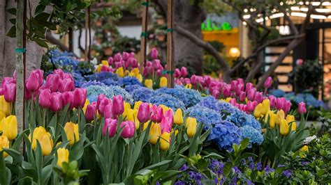 A Walk in the Park: Beautiful Flowers in Downtown Disney District at ...