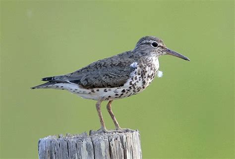 Spotted Sandpiper