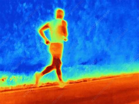 Athlete Running Thermogram Stock Image F011 2377 Science Photo