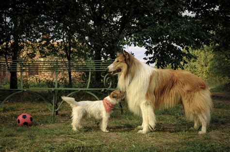 Lassie Ein Neues Abenteuer Kino Constantin Film Sterreich