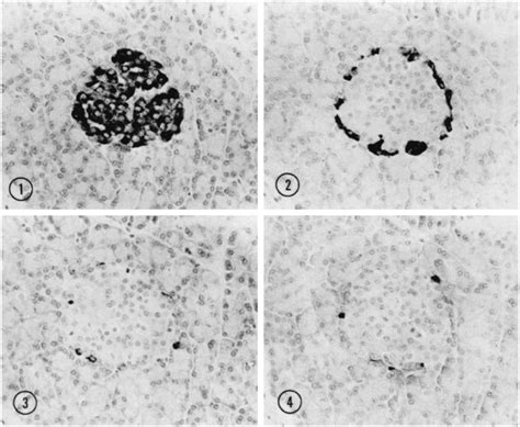 A Historical Perspective On The Identification Of Cell Types In