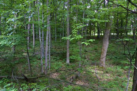 Beech And Maple West Canada Lakes Wilderness Area Adirondack Forest