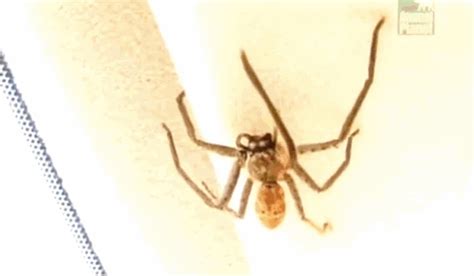 19 Reasons Why Arachnophobes Should Give Australia A Miss Spiders In