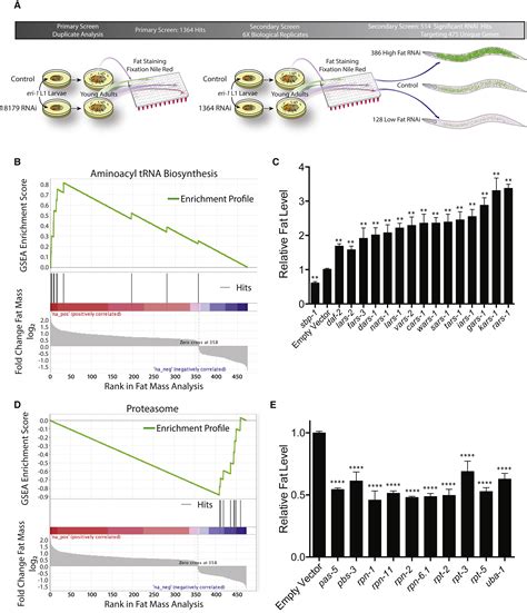 Genome Wide RNAi Screen For Fat Regulatory Genes In C Elegans