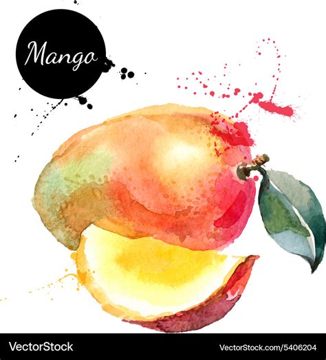 Hand Drawn Watercolor Painting Mango On White Vector Image