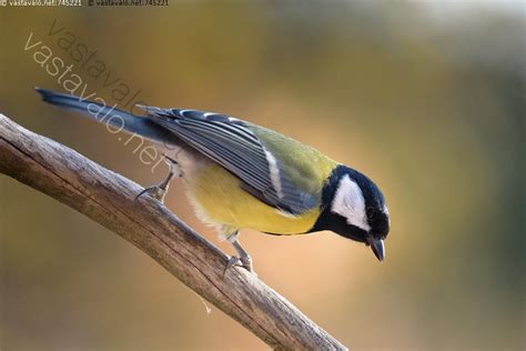 Kuva Talitiainen syksyllä talitiainen tiainen Parus major tintti