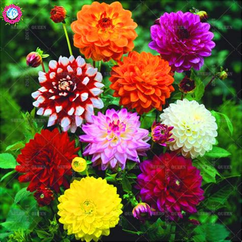 50pcs Dahlia Mixed Colors Flower Seeds - BestSeedsOnline.com - Free ...