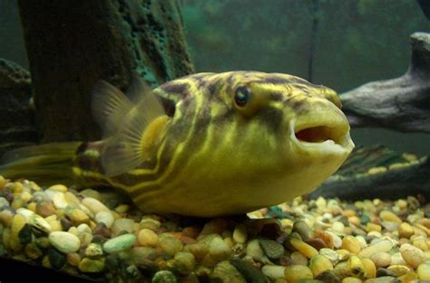 Puffer Fish Breed Information and Pictures - PetGuide | PetGuide