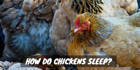 How Do Chickens Sleep? - Sorry Chicken