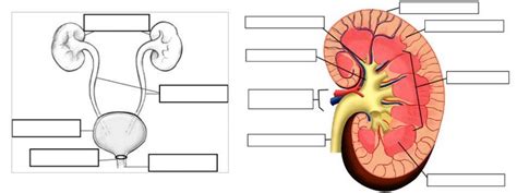 Excretory System Kidney Diagram Excretory Urinary