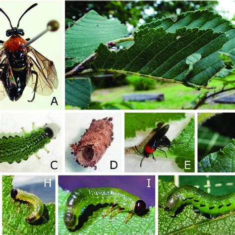 Arge Ibukii A Female Holotype B Late Instar Larva Discovered In