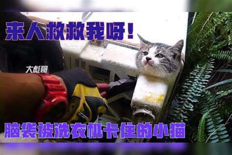 小猫被洗衣机卡住了脑袋，它拼命地向人求救，幸好有人发现了它小猫脑袋洗衣机