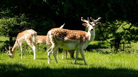 The Deer of Dyrham Park – Nins' Travelog