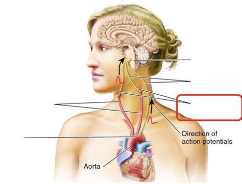 Baroreceptors Diagram | Quizlet