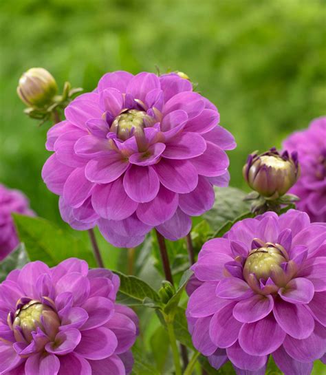 Know Your Dahlias Flower Styles And Sizes Longfield Gardens