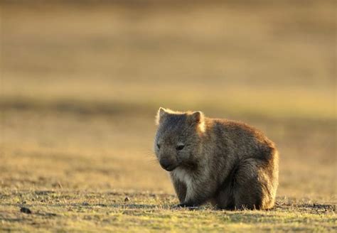 Australia’s Bushfire Crisis - FOUR PAWS International - Animal Welfare ...