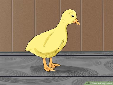 3 Ways To Keep Geese WikiHow Pet