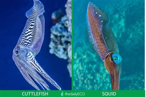 Difference Between Squid And Cuttlefish Squid Vs Cuttlefish Comparison