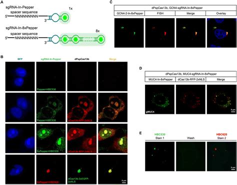 Live Cell RNA Imaging Using The CRISPR DCas13 System With Modified