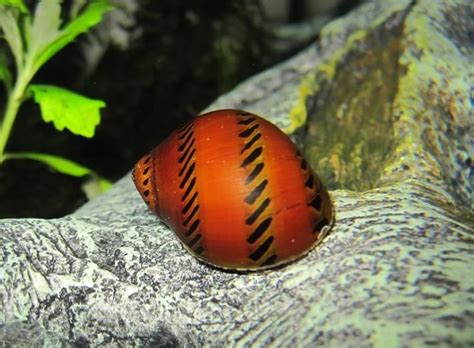 Everything You Need To Know About Nerite Snails