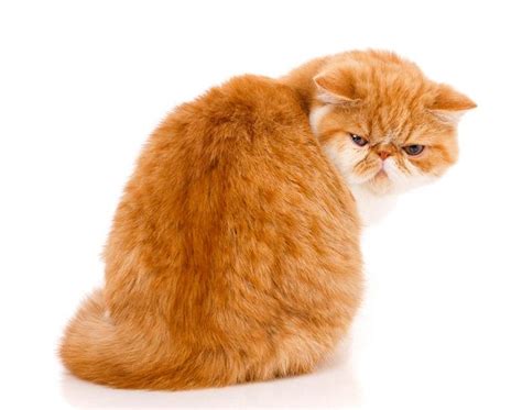 8 Gorgeous Orange Cat Breeds That Make Great Pets With Pictures All