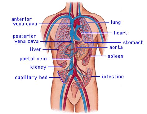 Circulatory System Biological Sciencesbiological Sciences