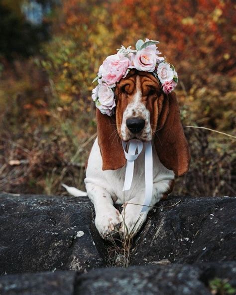 Flower Crown for Dog, Dog Flower Girl, Dog Flower Crown, Dog Crown ...