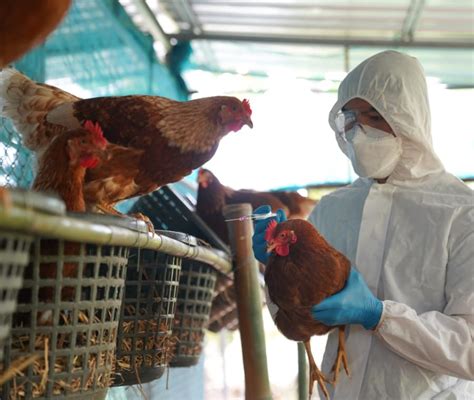 Influenza Aviaria Quali Sintomi Provoca Nelluomo