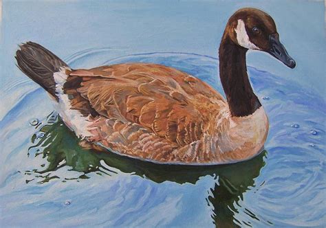 Canada Goose Painting By Aletha Kuschan