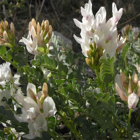 Astragalus Seeds Astragalus Membranaceus Packet Of 50 Seeds Palm Beach