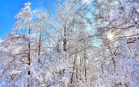 桌布 森林，樹木，冬天，厚厚的積雪，藍天 2560x1600 高清桌布 圖片 照片