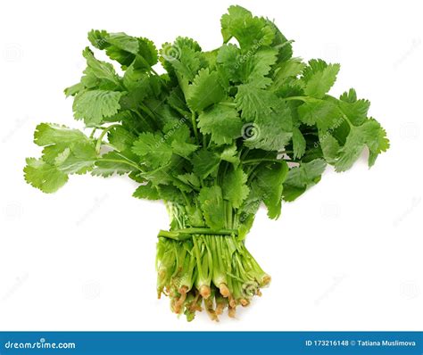 Bunch Of Fresh Coriander Leaves Isolated On White Background