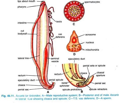 Ascaris Lumbricoides Morphology Life Cycle Diagnosis Treatments Prophylaxis Biology