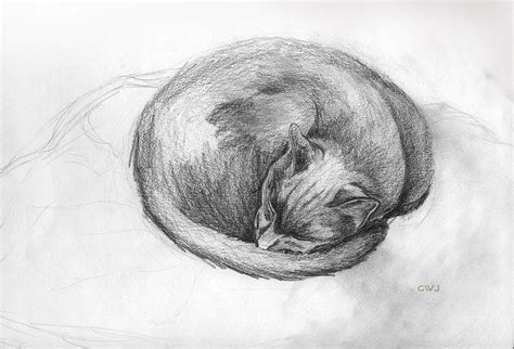 Catnap Drawing By Cynda Warren Joyce