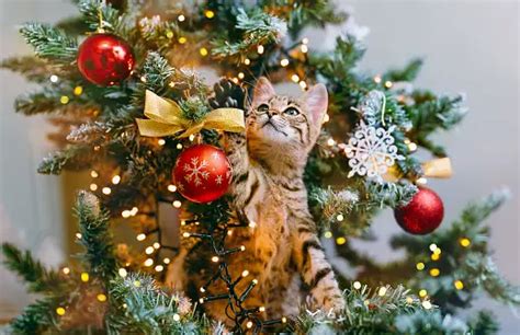 Christmas Cat Pictures Download Free Images On Unsplash