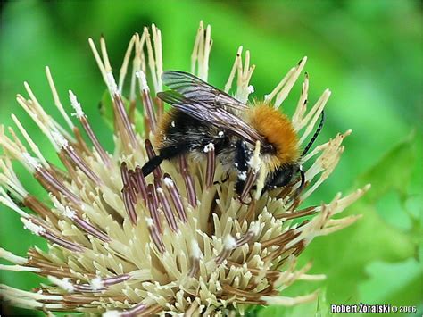 Hymenoptera > Apidae > species > Bombus_pascuorum