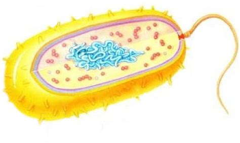 原核生物种类有哪些百度知道