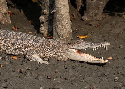 Saltwater Crocodile Facts Characteristics Habitat Study