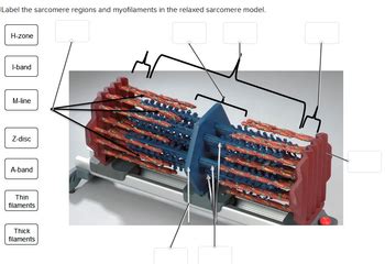 Answered: Label the sarcomere regions and… | bartleby