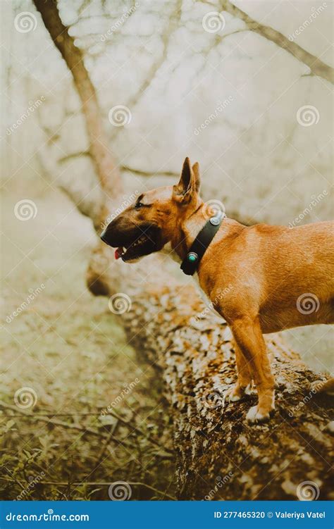 A Ginger Bull Terrier Standing On An Old Tree Trunk In The Park Stock