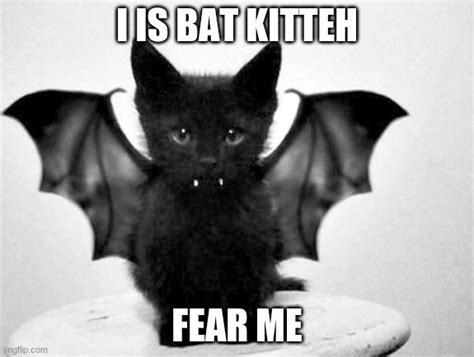 Bat Kitteh Imgflip