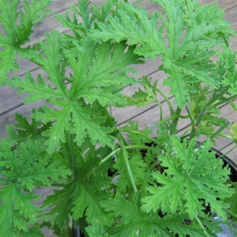 Citronella Plant Mosquito Plant —