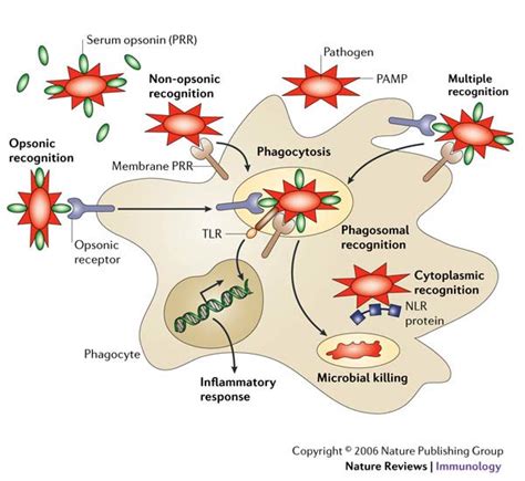 Methods Of Pathogen Recognition By Pattern Recognition Receptors