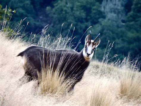 Chamois Rut : Four Seasons Safaris New Zealand