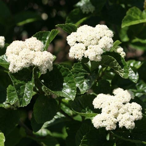 Bloomerang Dwarf Purple Lilac Proven Winners Colorchoice Flowering