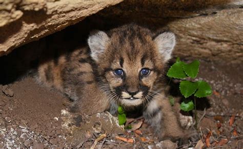 Mountain Lion Cubs Facts