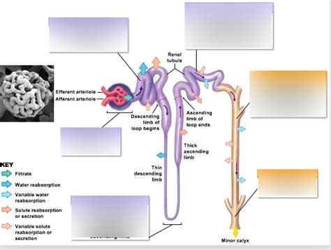 (Lecture 3) the nephron and its functions Diagram | Quizlet