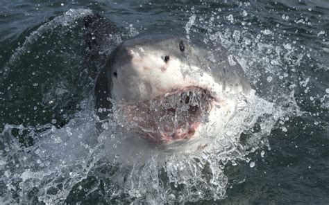 Cape Cod Revealed As One of the Largest White Shark Hotspots in the World