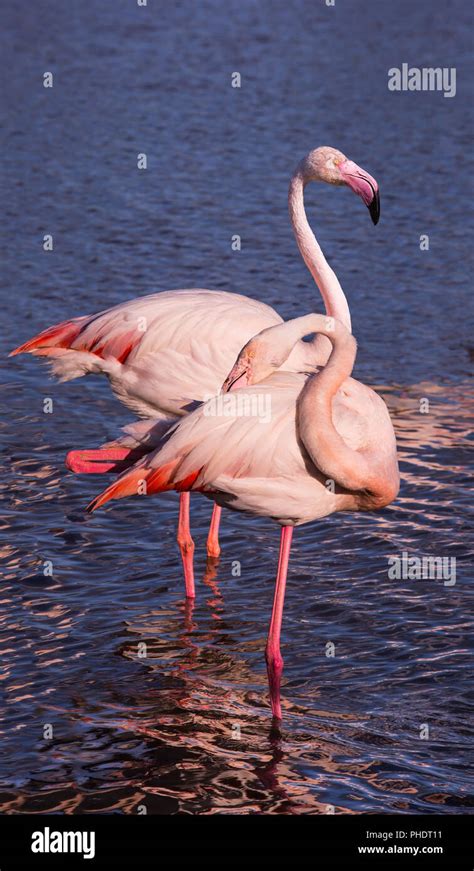 Pink Park Hi Res Stock Photography And Images Alamy